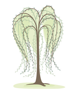 Uživatel Ian Henry Durneen na Twitteru Willow ink digital drawing  willow tree sketch illustration httpstcoFeyONeZD04  X