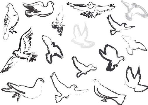 pigeon sketches collection isolated on white