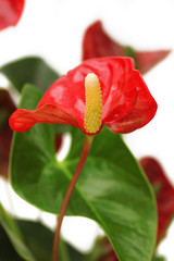 Anthurium flower