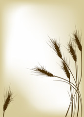 Obraz premium dark wheat silhouettes on golden background