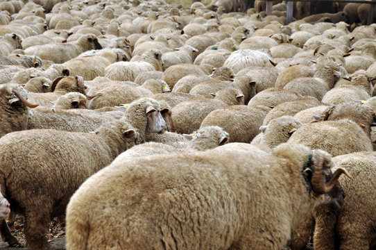 Herd of sheep gathering on a farm