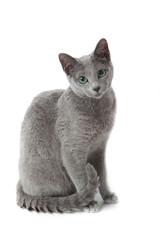 Russian Blue cat on white . - obrazy, fototapety, plakaty