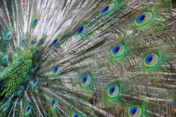 Obraz premium peacock