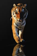 Fotobehang Lopende tijger © MiF