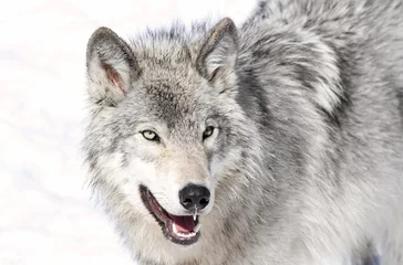 Cercles muraux Loup gris en hiver