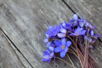 blue spring flowers on wooden surface