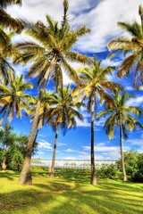 Fototapeta na wymiar Coconut staw Saint-Paul, Reunion.
