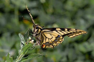 Papilio Machaon