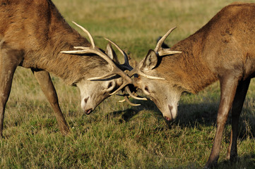 Young red deer fighting