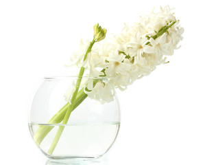 beautiful white hyacinth in transparent vase isolated on white