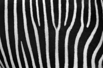Fototapeta na wymiar Zebra Flank