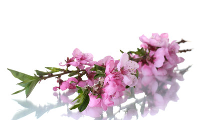 beautiful pink peach blossom isolated on white