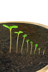 Sequence of Impatiens flower growing, evolution concept