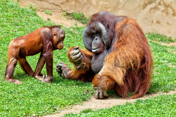 Orangutan of Borneo, Pongo Pygmaeus © David Acosta Allely