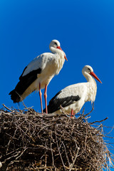 white stork
