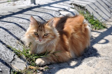 Fototapeta premium Persian cat