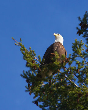 Eagle's Pride