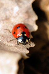 Fototapeta premium coccinella