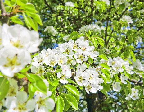 pear tree with flowers
