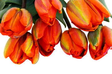 orange tulips bouquet
