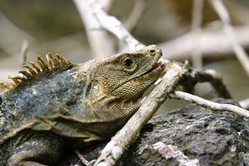 Iguana