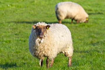 Irish sheep