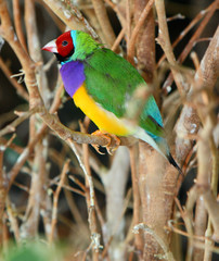 gouldian finch, Chloebia gouldiae, Australia