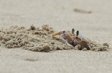 Ghost Crab digging