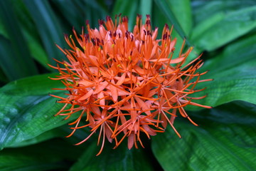 Scadoxus Multiflorus