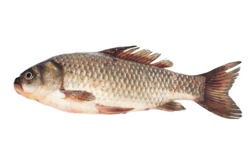 Crucian carp isolated on white background