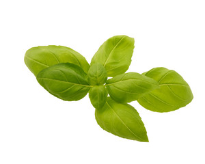 Basil