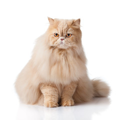 persian cat isolated on white. Persian cat portrait