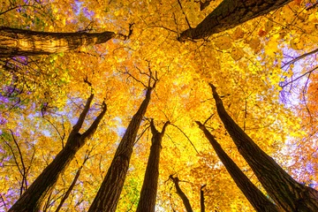  Beech forest © satori