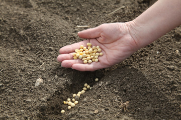 Agricultural concept soybeans in hand and field