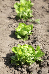 Agriculture lettuce in garden