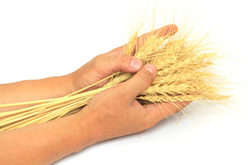 wheat in the hands of