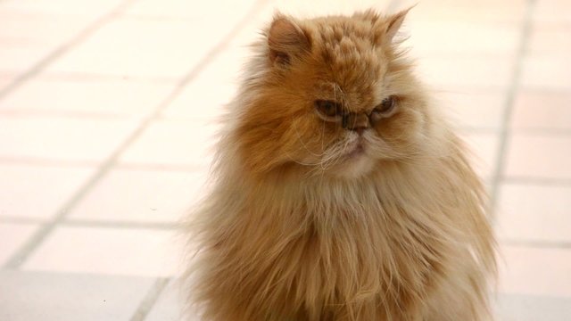 GATA DOMESTICA