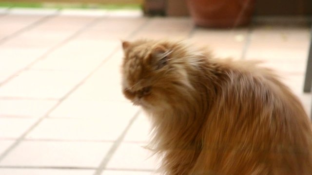 Gata persa