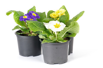 Multi-colored Primeroses