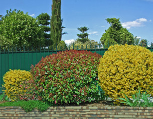 forsythia et photinia taliié en boule
