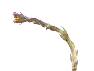 Coltsfoot flowers (Tussilago farfara)