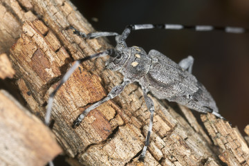 Macro photo of a male timberman (Acanthosinus aedilis)