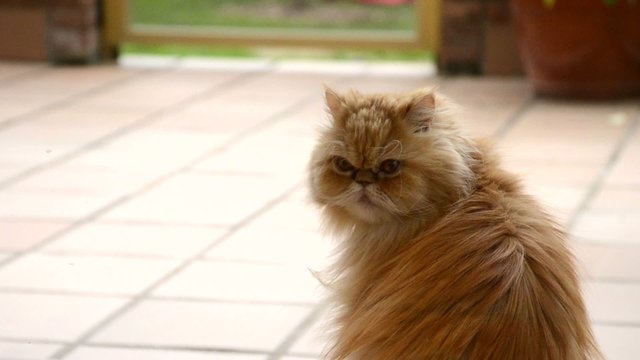 Gata persa