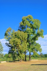 Fototapeta na wymiar Eukalypto - Eucalyptus 12
