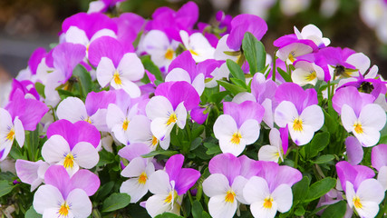 Stiefmütterchen - pansy 14