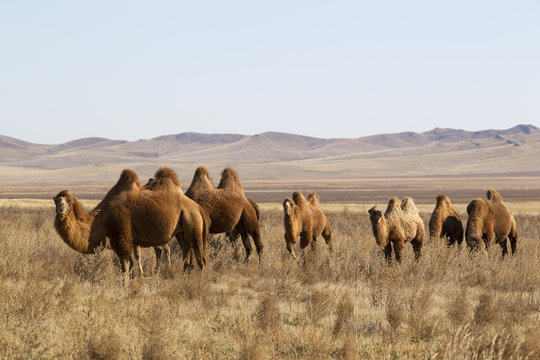 Bactrian camels in Mongolian steppes, Central Mongolia