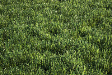 Grass