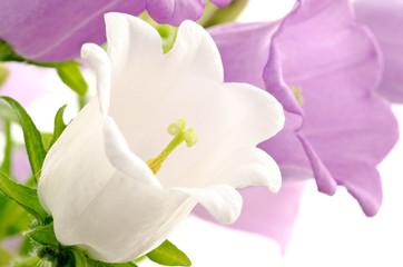 紫と白のフウリンソウの花のアップ