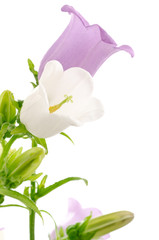 Fototapeta na wymiar 紫と白のフウリンソウの花