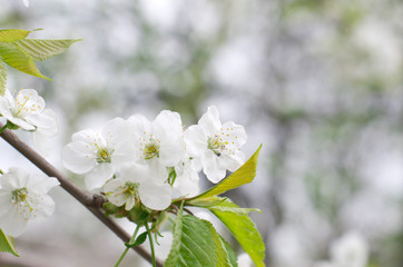 cherry blossoms
